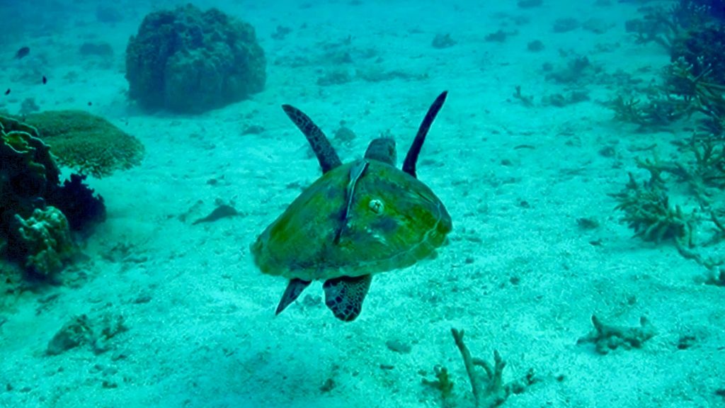 PURA VIDA KOH TAO